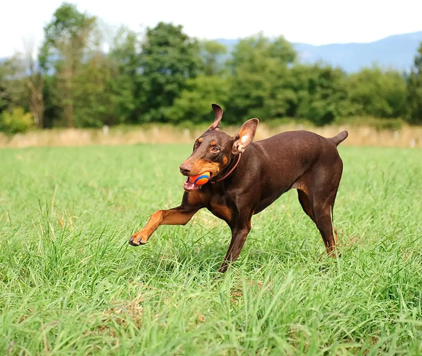 Super Dog Toy Ball